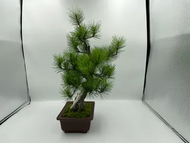 JinShari流れ側画(右側)