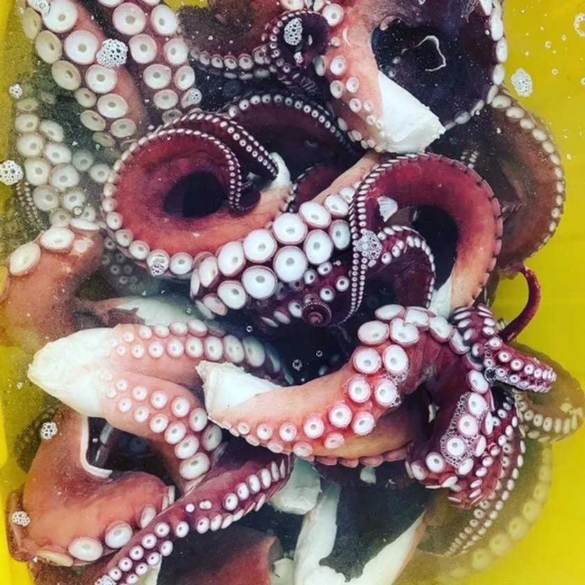 羅臼産大タコ