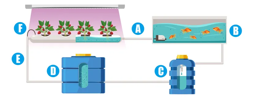閉鎖型アクアポニックス システムの概要図