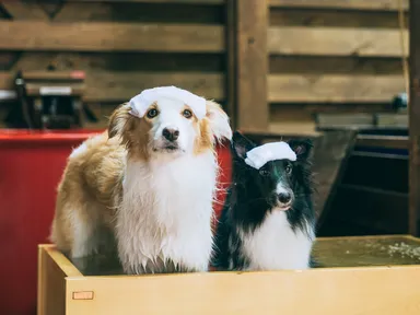 愛犬との露天風呂