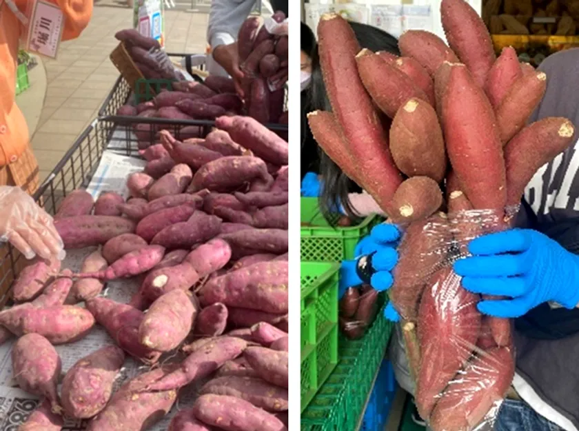 さつまいも詰め放題(3/2~計6回)