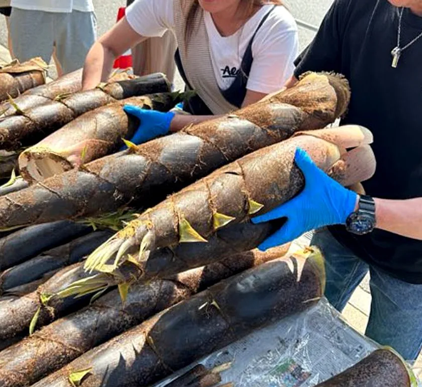 竹の子掴み放題(4/20~計2回)