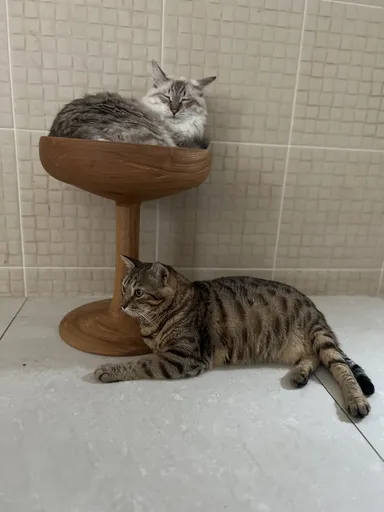 シャンパン猫タワーでくつろぐ猫