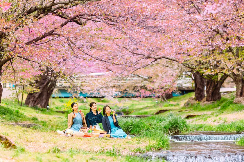 観音寺川お花見ピクニック