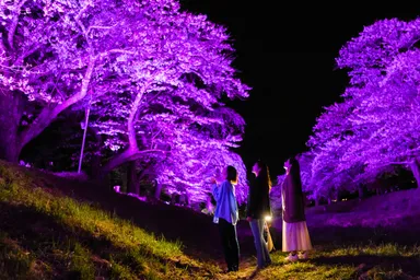 桜並木のライトアップ