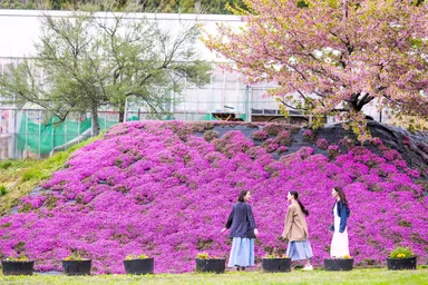 猪苗代ハーブ園の芝桜