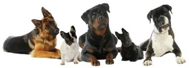 ペット同伴可能