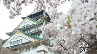 大阪城公園の桜