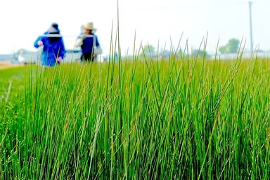 完全無農薬栽培のいぐさ圃場