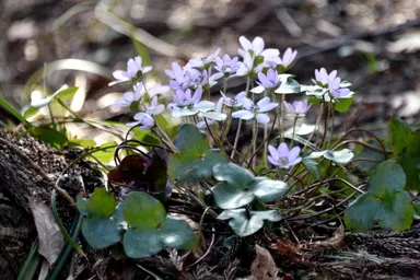 本山村田妙法寺 雪割草(3)