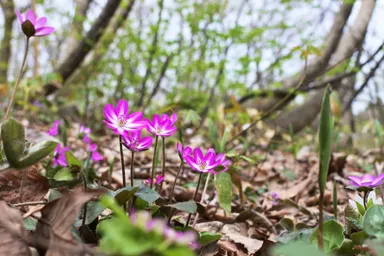 国営越後丘陵公園 雪割草(3)