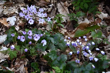 本山村田妙法寺 雪割草(1)