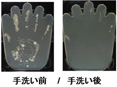 ＜参考資料＞手洗い前後画像