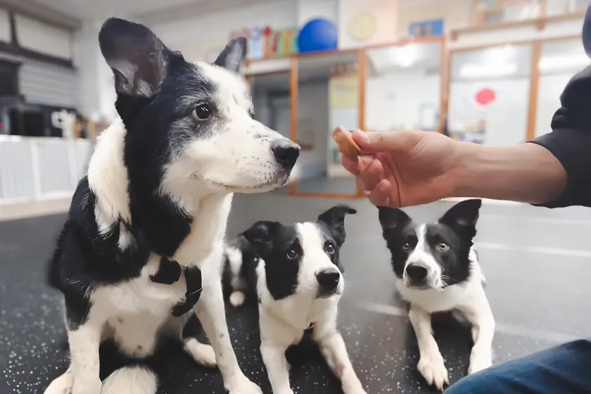 ごほうびおやつ匠に夢中のワンちゃんたち