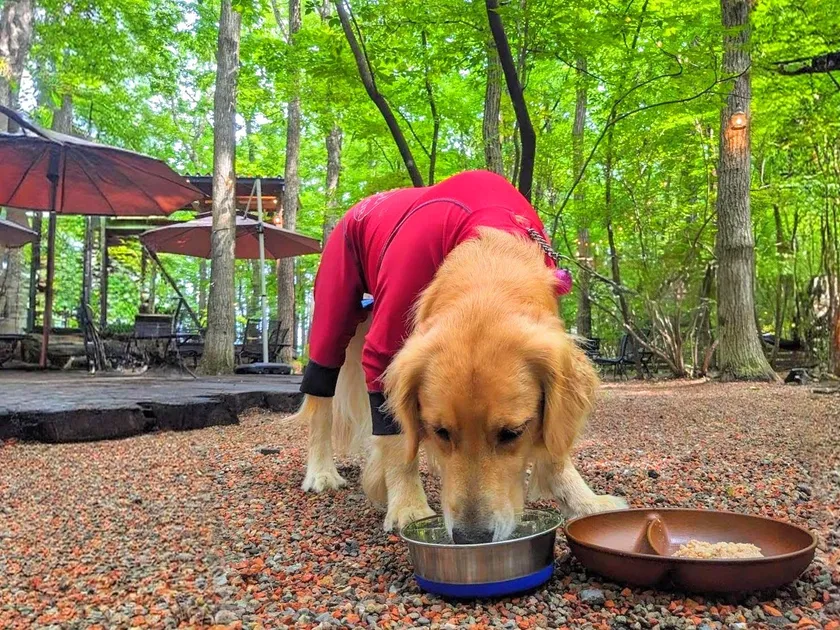 無添加でバランスの良いわんちゃんごはん(無料!)