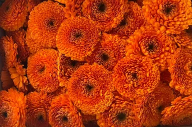 無添加・手摘みカレンデュラ