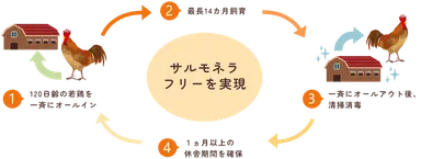 養鶏場では、オールインオールアウト方式により、サルモネラ菌やその他の病原が常在しない環境を保っています