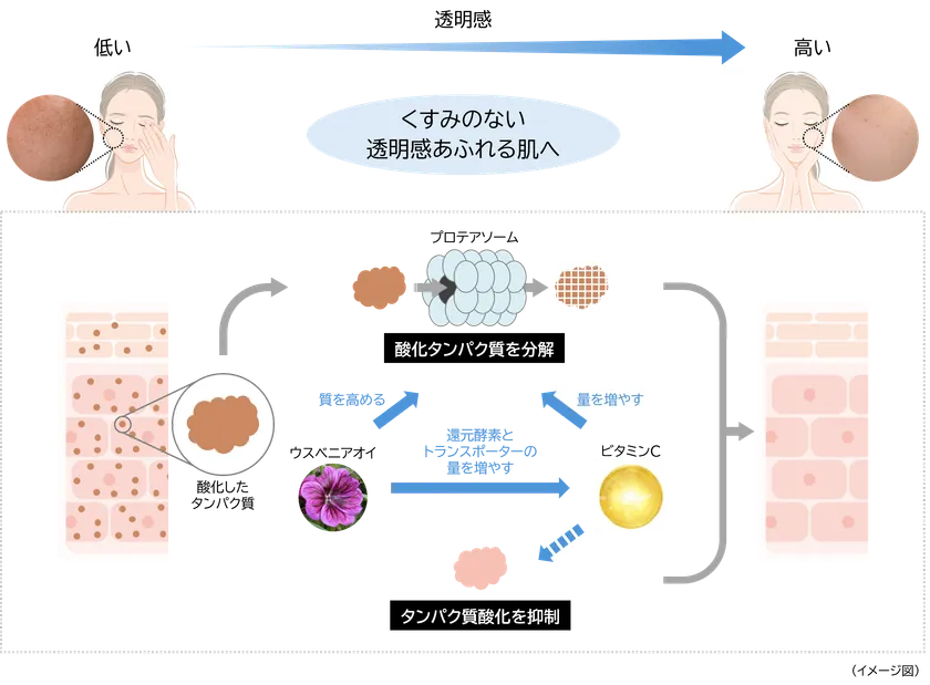 くすみのない透明感あふれる肌へ導くメカニズム