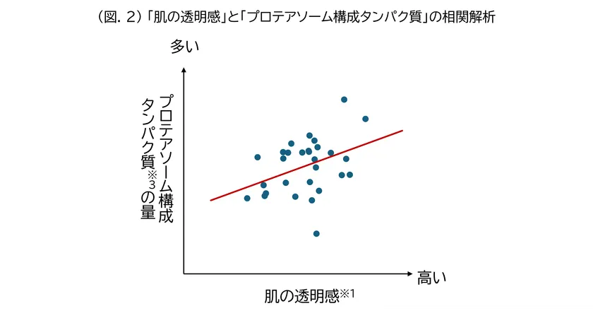 (図.2)「肌の透明感」と「プロテアソーム構成タンパク質」の相関解析