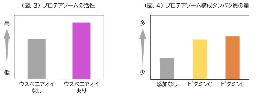 (図.3)プロテアソームの活性/(図.4)プロテアソーム構成タンパク質の量