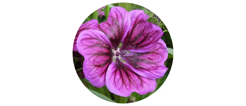 ウスベニアオイ