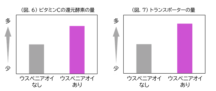 (図.6)ビタミンCの還元酵素の量/(図.7)トランスポーターの量