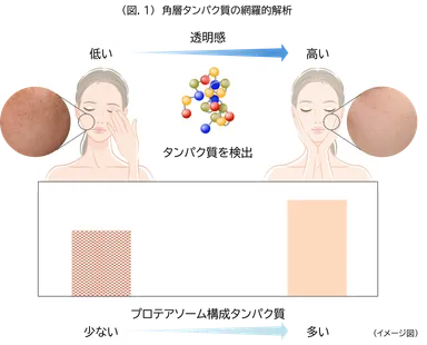 (図.1)角層タンパク質の網羅的解析