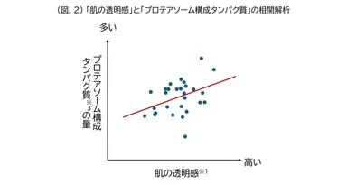 (図.2)「肌の透明感」と「プロテアソーム構成タンパク質」の相関解析
