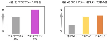 (図.3)プロテアソームの活性／(図.4)プロテアソーム構成タンパク質の量