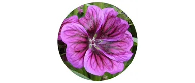 ウスベニアオイ