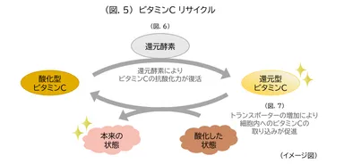 (図.5)ビタミンC　リサイクル