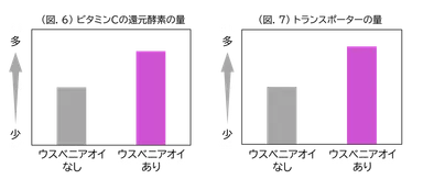 (図.6)ビタミンCの還元酵素の量／(図.7)トランスポーターの量