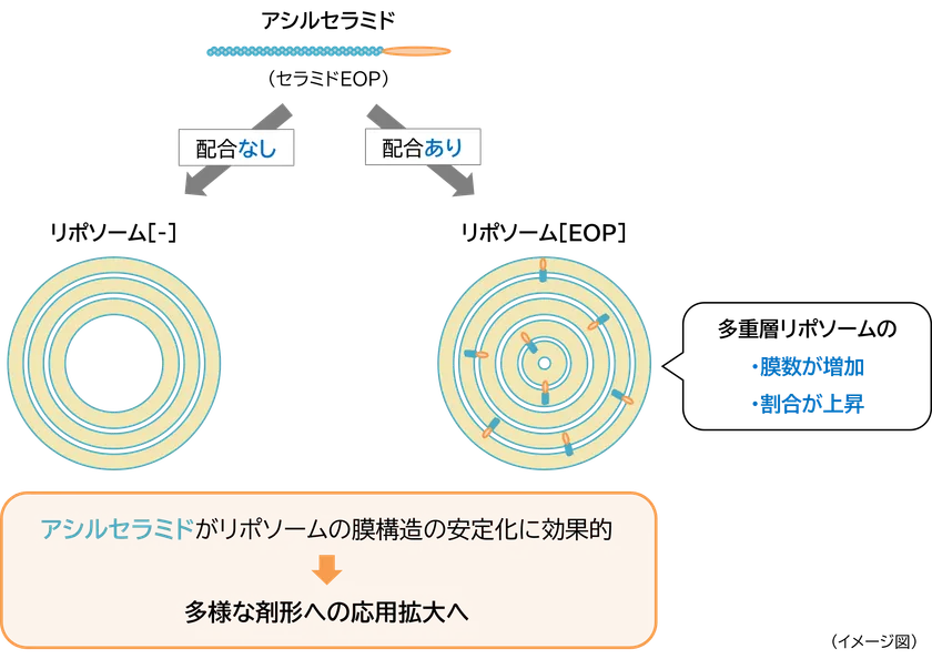 「アシルセラミド」が「多重層リポソーム」を安定化させるメカニズム