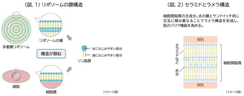 (図.1)リポソームの膜構造／(図.2)セラミドとラメラ構造