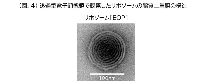 (図.4)透過型電子顕微鏡で観察したリポソームの脂質二重膜の構造