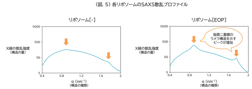 (図.5)各リポソームのSAXS散乱プロファイル