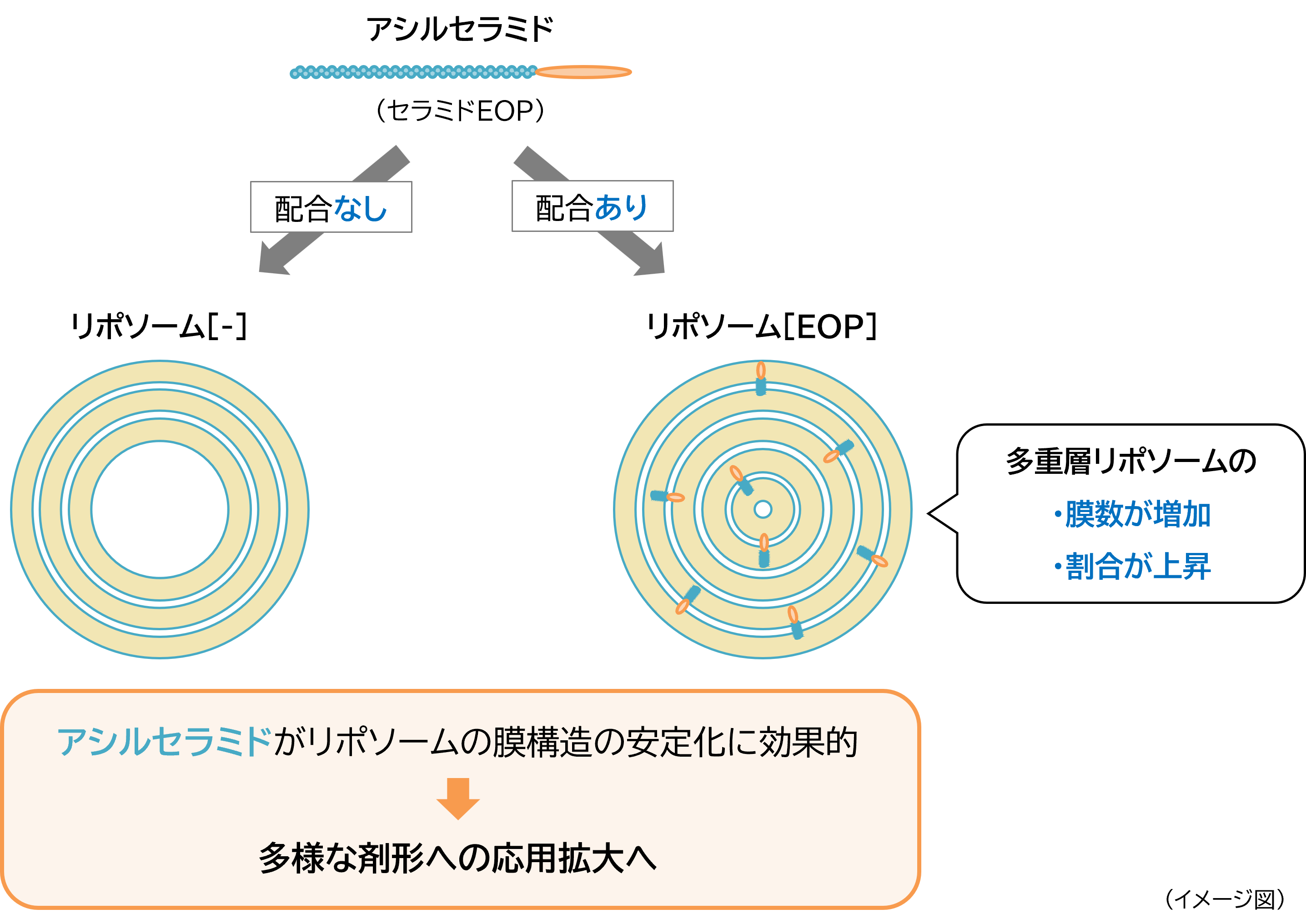 革新的研究：アシルセラミドが多重層リポソームの安定性を向上