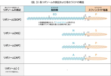 (図.3)各リポソームの表記および各セラミドの構造