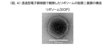 (図.4)透過型電子顕微鏡で観察したリポソームの脂質二重膜の構造