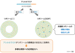 「アシルセラミド」が「多重層リポソーム」を安定化させるメカニズム