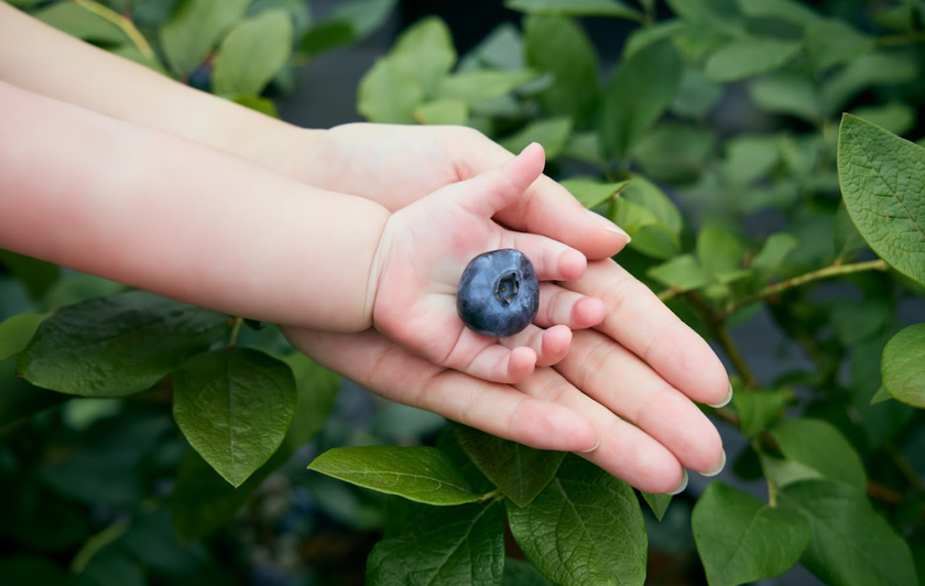 那須高原の特別な贈り物。大自然の恵み100％の
「極上大粒プレミアムブルーベリー農園」が新規オープン！
