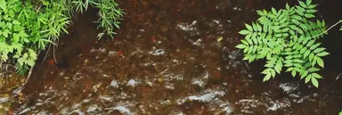 那須高原の産地直送