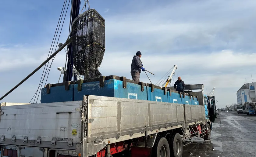 トラックへ直接水揚げされる様子