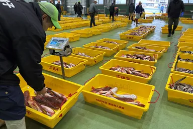 様々な魚種が揃う第三卸売市場