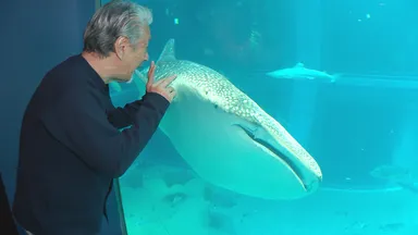 『海遊館』人気の「ジンベエザメ」
