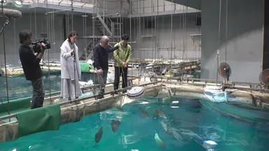 「ジンベエザメ」のエサやりに挑戦