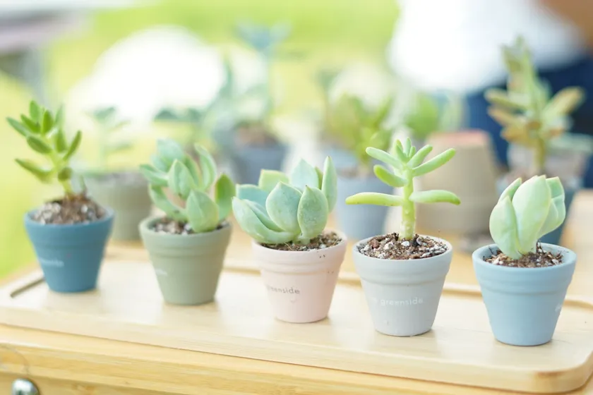 Be greensideのパートナープランツ