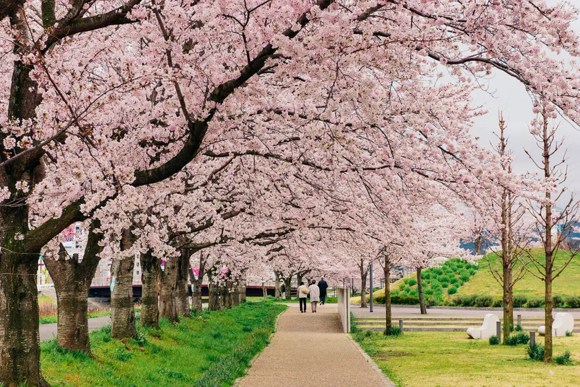 郷の音ホールの桜