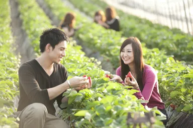 イチゴ狩りイメージ