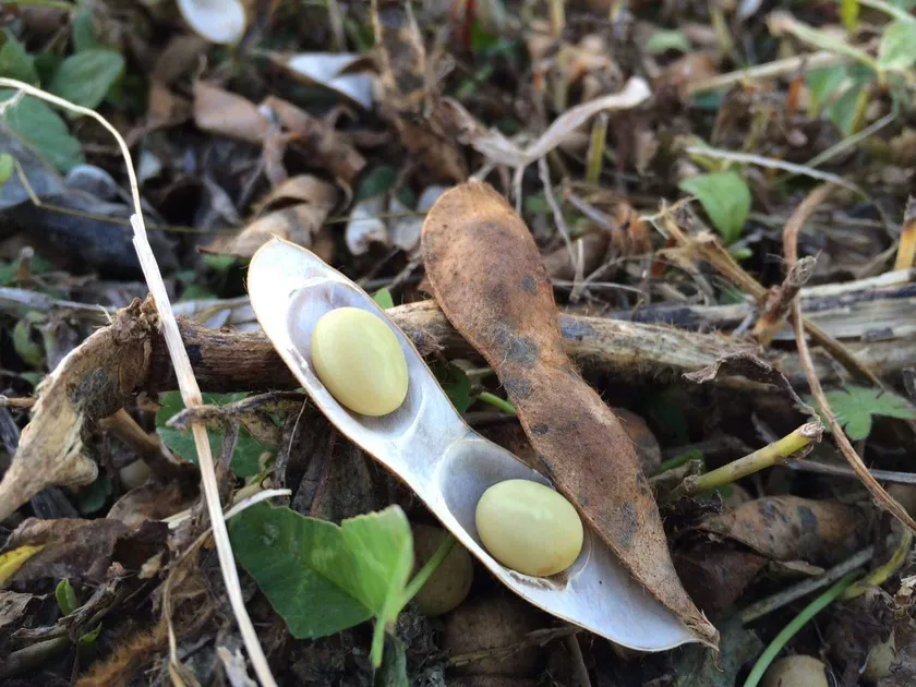 有機栽培さとういらず大豆